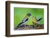 Young Evening Grosbeak Being Fed-Richard Wright-Framed Photographic Print