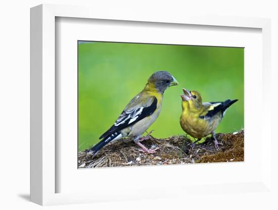 Young Evening Grosbeak Being Fed-Richard Wright-Framed Photographic Print