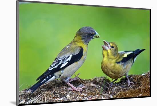 Young Evening Grosbeak Being Fed-Richard Wright-Mounted Photographic Print