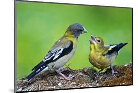 Young Evening Grosbeak Being Fed-Richard Wright-Mounted Photographic Print