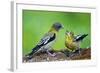 Young Evening Grosbeak Being Fed-Richard Wright-Framed Photographic Print