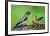 Young Evening Grosbeak Being Fed-Richard Wright-Framed Photographic Print