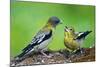 Young Evening Grosbeak Being Fed-Richard Wright-Mounted Photographic Print