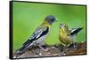 Young Evening Grosbeak Being Fed-Richard Wright-Framed Stretched Canvas