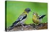 Young Evening Grosbeak Being Fed-Richard Wright-Stretched Canvas