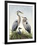 Young Family (Herons)-Molly Sims-Framed Giclee Print