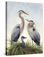 Young Family (Herons)-Molly Sims-Stretched Canvas