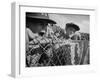 Young Fans Standing at Fence Which Borders Field at World Series Game, Braves vs. Yankees-Grey Villet-Framed Photographic Print