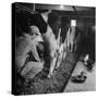 Young Farmer Milking a Row of Cows in a Barn, Kittens and Pan of Milk Nearby-Gordon Parks-Stretched Canvas