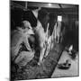 Young Farmer Milking a Row of Cows in a Barn, Kittens and Pan of Milk Nearby-Gordon Parks-Mounted Photographic Print