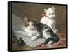 Young Feline Author-Leon Charles Huber-Framed Stretched Canvas