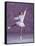 Young Female Figure Skater-null-Framed Stretched Canvas