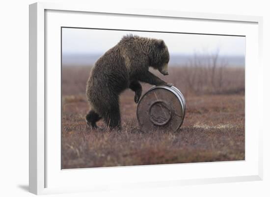 Young Female Kamchatka Brown Bear (Ursus Arctos Beringianus) Playing with Oil Drum-Igor Shpilenok-Framed Photographic Print