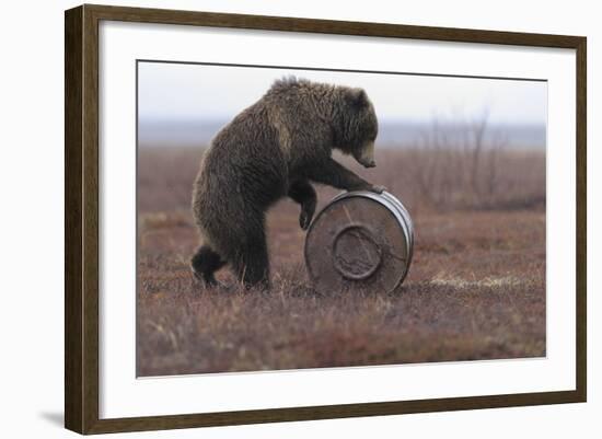 Young Female Kamchatka Brown Bear (Ursus Arctos Beringianus) Playing with Oil Drum-Igor Shpilenok-Framed Photographic Print