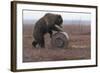 Young Female Kamchatka Brown Bear (Ursus Arctos Beringianus) Playing with Oil Drum-Igor Shpilenok-Framed Photographic Print