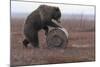 Young Female Kamchatka Brown Bear (Ursus Arctos Beringianus) Playing with Oil Drum-Igor Shpilenok-Mounted Photographic Print