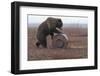 Young Female Kamchatka Brown Bear (Ursus Arctos Beringianus) Playing with Oil Drum-Igor Shpilenok-Framed Photographic Print