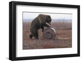 Young Female Kamchatka Brown Bear (Ursus Arctos Beringianus) Playing with Oil Drum-Igor Shpilenok-Framed Photographic Print