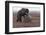 Young Female Kamchatka Brown Bear (Ursus Arctos Beringianus) Playing with Oil Drum-Igor Shpilenok-Framed Photographic Print