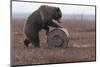Young Female Kamchatka Brown Bear (Ursus Arctos Beringianus) Playing with Oil Drum-Igor Shpilenok-Mounted Photographic Print