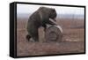 Young Female Kamchatka Brown Bear (Ursus Arctos Beringianus) Playing with Oil Drum-Igor Shpilenok-Framed Stretched Canvas