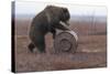 Young Female Kamchatka Brown Bear (Ursus Arctos Beringianus) Playing with Oil Drum-Igor Shpilenok-Stretched Canvas