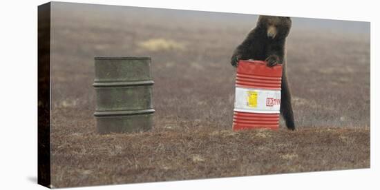 Young Female Kamchatka Brown Bear (Ursus Arctos Beringianus) Playing with Oil Drum-Igor Shpilenok-Stretched Canvas