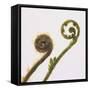 Young Fern Fronds-DLILLC-Framed Stretched Canvas