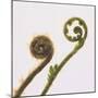 Young Fern Fronds-DLILLC-Mounted Photographic Print