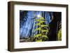 Young Fern Leaves in the Back Light,-Falk Hermann-Framed Photographic Print