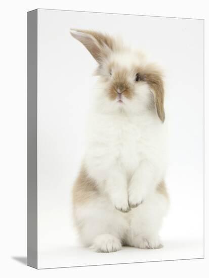 Young Fluffy Rabbit Standing Up-Mark Taylor-Stretched Canvas