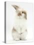 Young Fluffy Rabbit Standing Up-Mark Taylor-Stretched Canvas