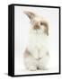Young Fluffy Rabbit Standing Up-Mark Taylor-Framed Stretched Canvas