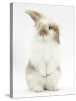 Young Fluffy Rabbit Standing Up-Mark Taylor-Stretched Canvas