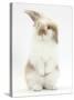 Young Fluffy Rabbit Standing Up-Mark Taylor-Stretched Canvas