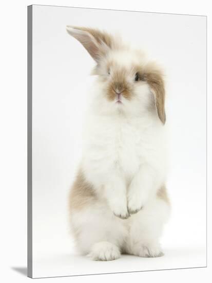 Young Fluffy Rabbit Standing Up-Mark Taylor-Stretched Canvas