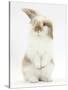 Young Fluffy Rabbit Standing Up-Mark Taylor-Stretched Canvas