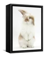 Young Fluffy Rabbit Standing Up-Mark Taylor-Framed Stretched Canvas