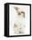 Young Fluffy Rabbit Standing Up-Mark Taylor-Framed Stretched Canvas