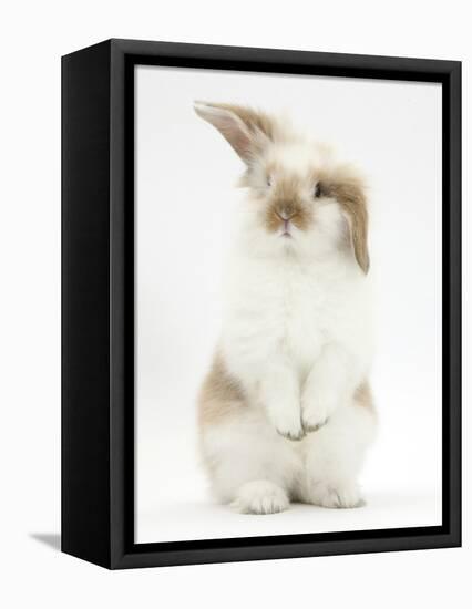 Young Fluffy Rabbit Standing Up-Mark Taylor-Framed Stretched Canvas