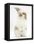 Young Fluffy Rabbit Standing Up-Mark Taylor-Framed Stretched Canvas