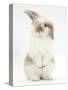 Young Fluffy Rabbit Standing Up-Mark Taylor-Stretched Canvas