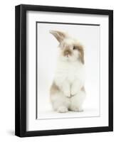 Young Fluffy Rabbit Standing Up-Mark Taylor-Framed Premium Photographic Print