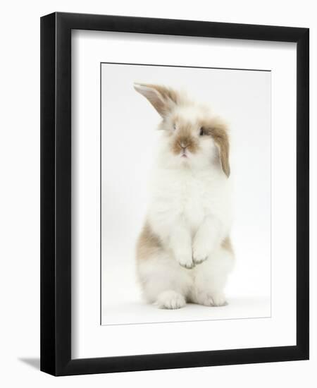 Young Fluffy Rabbit Standing Up-Mark Taylor-Framed Premium Photographic Print