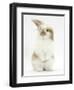 Young Fluffy Rabbit Standing Up-Mark Taylor-Framed Premium Photographic Print