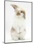 Young Fluffy Rabbit Standing Up-Mark Taylor-Mounted Premium Photographic Print