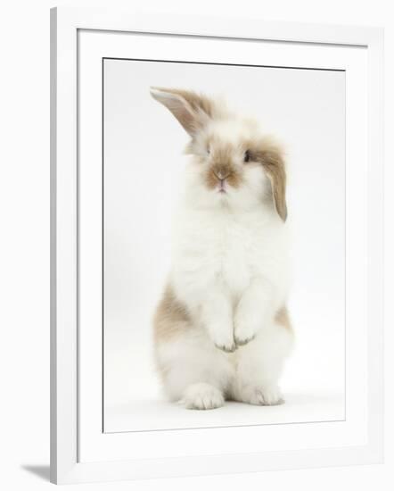 Young Fluffy Rabbit Standing Up-Mark Taylor-Framed Photographic Print