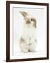 Young Fluffy Rabbit Standing Up-Mark Taylor-Framed Photographic Print