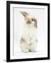 Young Fluffy Rabbit Standing Up-Mark Taylor-Framed Photographic Print