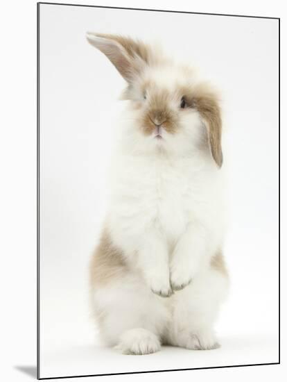 Young Fluffy Rabbit Standing Up-Mark Taylor-Mounted Photographic Print